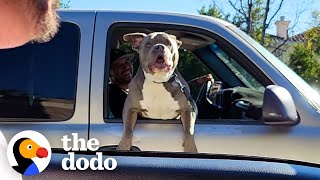 Pittie Freaks Out When He Sees His Brother In The Car Next To Him | The Dodo Pittie Nation