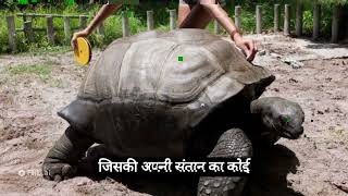 एक भारतीय कछुआ जो 255 वर्ष जीवित रहा.#animals