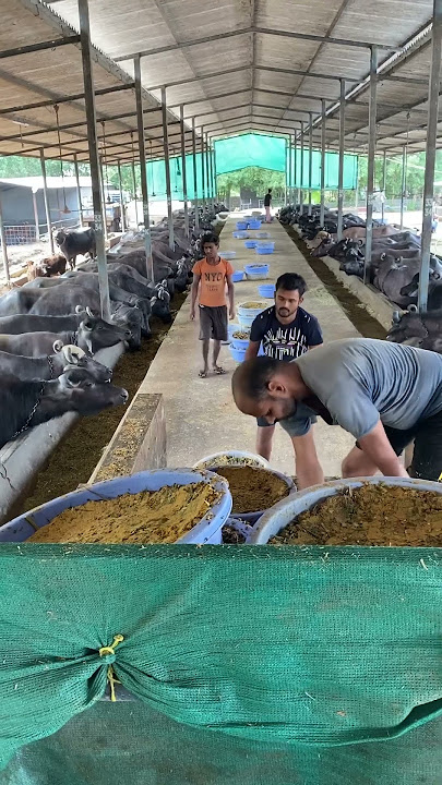 Girdhara dairy farm Surat Gujarat