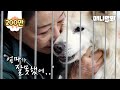 마지막임을 직감한 개가 하늘의 별이 되기 직전에 한 일.. l What A Dog Who Knew Her Last Did Before She Went To Heaven