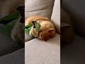 Funny 😂 talking Parrot 🦜 #talkingparrot #funny #parrot #ai #fyp 