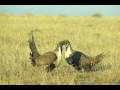 James Yule Presents: 008 - Sage Grouse Warrior of the Prairie