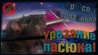 Лечение крыс | Урезание пасюка, или операция у Малого. (Wild Rats | Дикие Крысы) Лечение крыс | Урезание пасюка, или операция у Малого. (Wild Rats | Дикие Крысы)