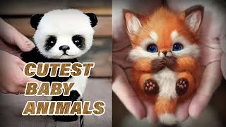 10 Cutest Baby Animals That Will Make You Go Aww/سب سے خوبصورت بچے جانوروں