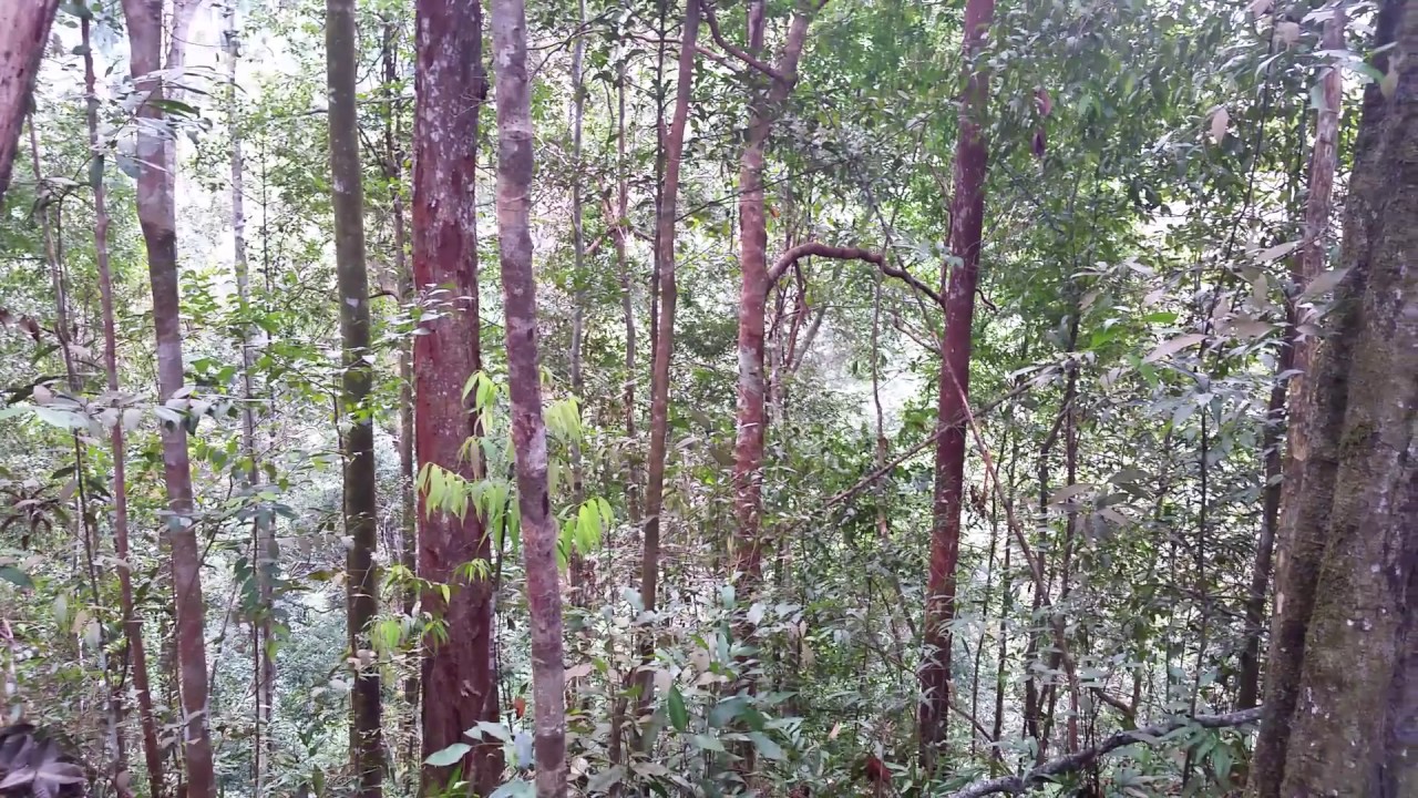 camera iphone 8 plus apk Trekking in the Sumatran Gunung Leuser Jungle near Bukit Lawang, Sumatra, Indonesia