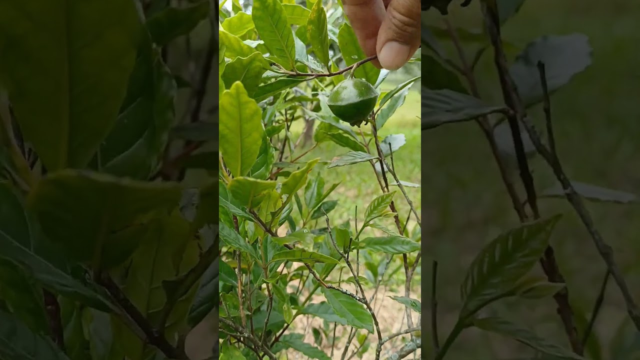 FRUTA CAMBUCI NO SÍTIO 