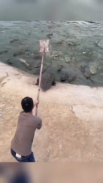 this crocodile was interested in eating something else…