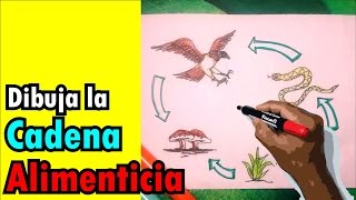 Cómo dibujar paso a paso la cadena alimenticia, con colores - YouTube