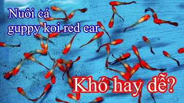 Nuôi cá guppy Koi Red Ear khó hay dễ? tìm hiểu về cá Koi Red Ear | Daily Guppy