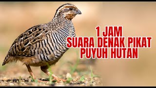 1 Jam suara denak Pikat Puyuh Hutan terENAK