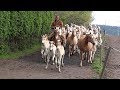 Weideauftrieb der Haflinger  -  Pferde aus Meura in Thüringen