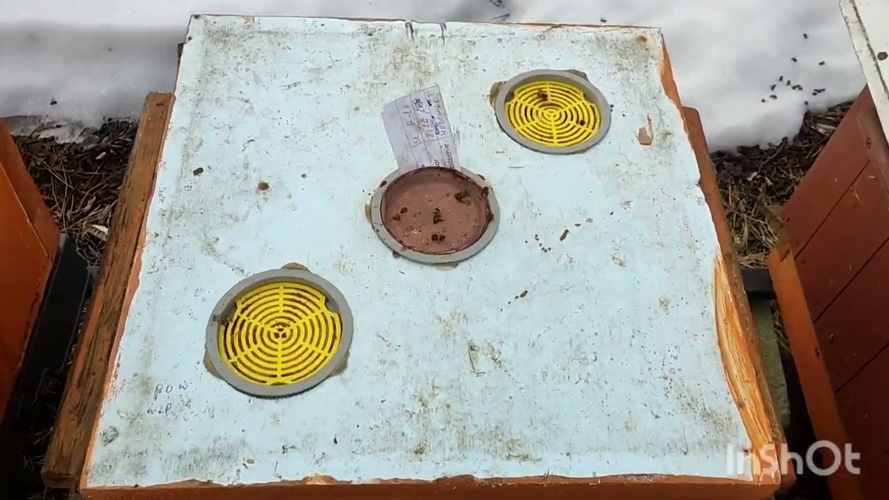 Pszczoły 12.02.2026 szybki wgląd pod powalił pod domem 