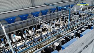 More Milk, Faster Milking With Swing 20 Herringbone From Dairymaster