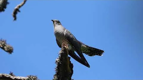 Calls Of Eurasian Or Common Cuckoo (Male & Female)