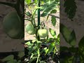 #Bistik tomatoes