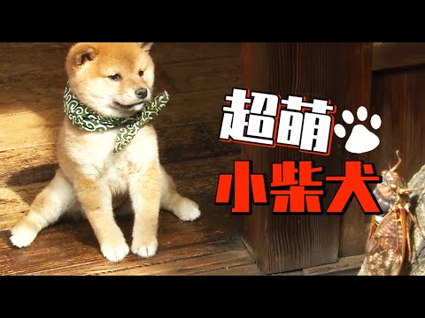 超萌小动物第五弹 今日份的柴可爱 超萌梦中情狗 你pick哪一只 可爱的豆助 小侠说电影 Youtube