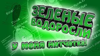 Зеленые водоросли в аквариуме! Почему появилась нитчатка и как с ней бороться?