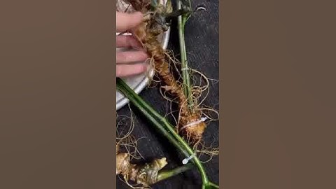 1 ký sâm ngọc linh rừng 6 củ bao kiểm định mời các bác siêu tầm 0377965679 e Nguyệt nhé