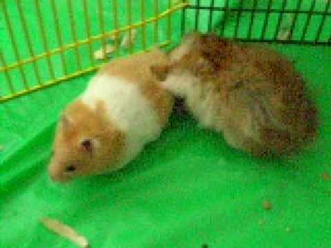 hamsters sex
