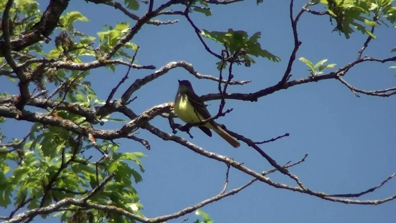 Great Crested Flycatcher (Tyrannidae: Myiarchus crinitus) 