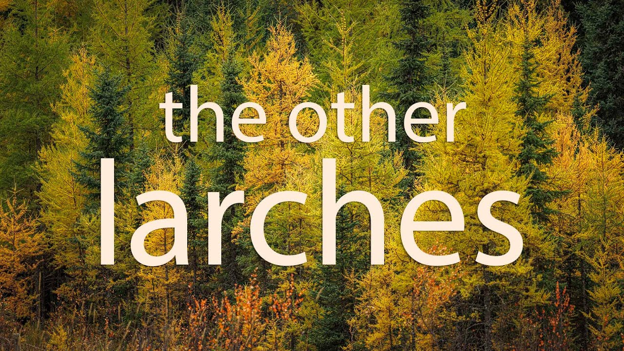 The Other Larches