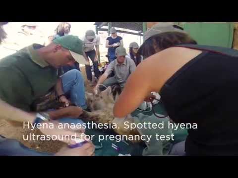 Video: Die Belohnung Des Wildlife Doctor Sieht Vor, Wie Patienten Wegfliegen