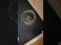 金魚鉢の使い方を間違えているおいも(ジャンガリアンハムスター)　#ハムスターのいる生活