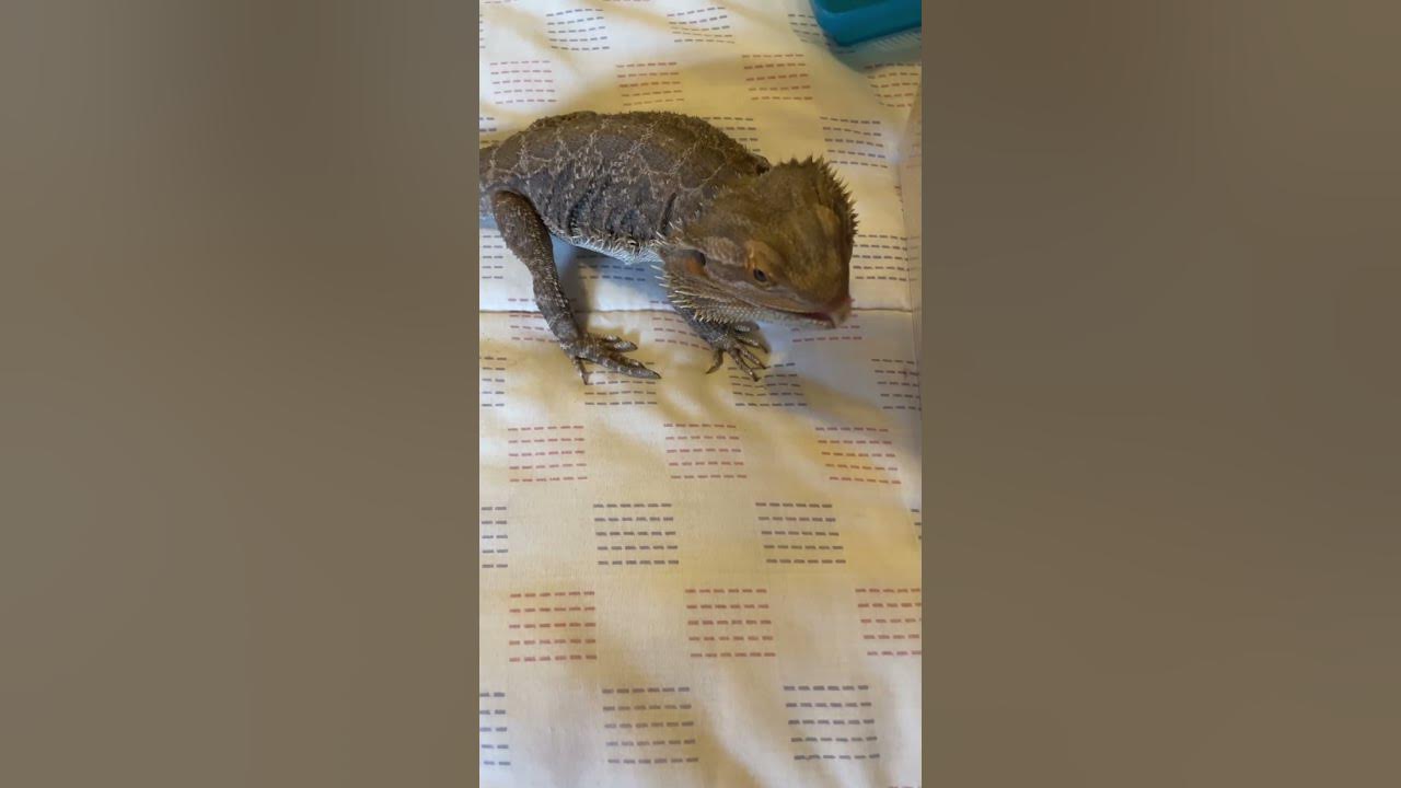A reason for why bearded dragons tilt their head sideways 