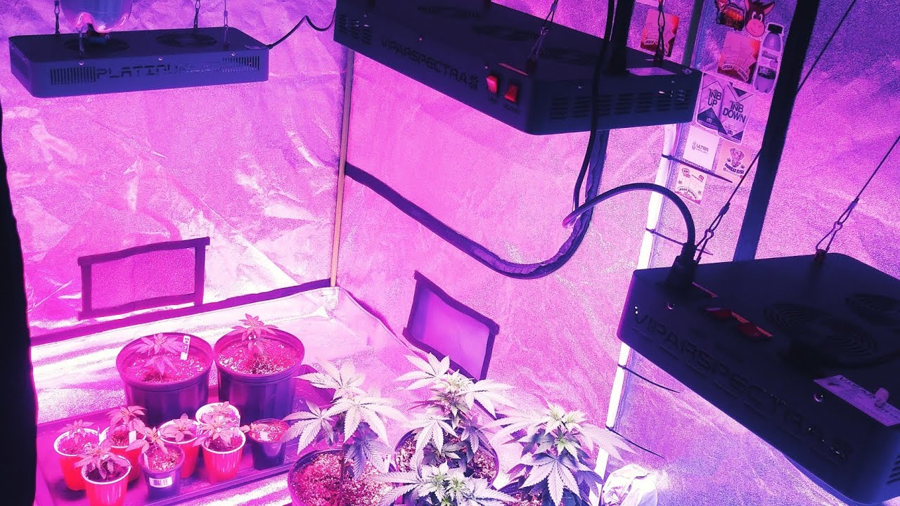 how high above your plants should you hang your grow light? looking at grow light to canopy spacing