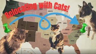 Relocating with Cats? Must watch! #cats #moving