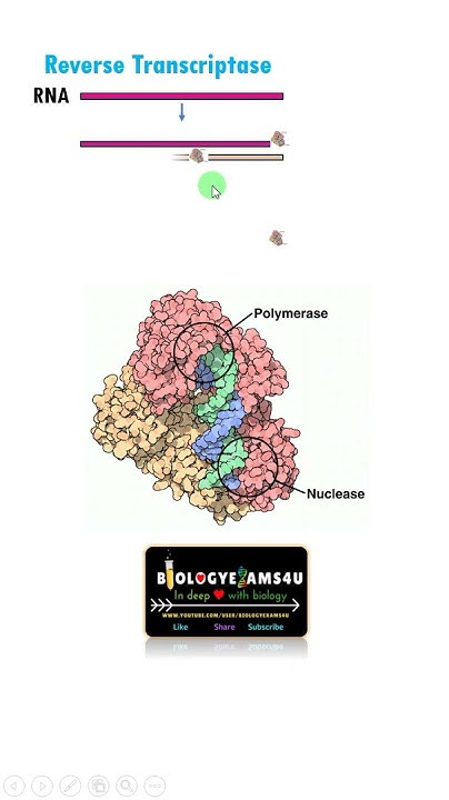 Reverse Transcriptase Enzyme and its Mechanism of Action - YouTube