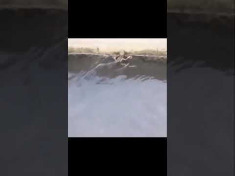 Lizard running on water meme #shorts #memes