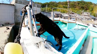 【猫島】漁船に乗り込んだ黒猫船長、陸に戻るのに一苦労www