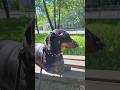 Well, finally, some sunshine❤️ #dachshund #puppy #duck #wienerdog #funny #cute #pets #love #shorts