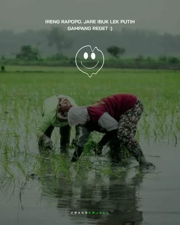 Story WA keren#3 sawah