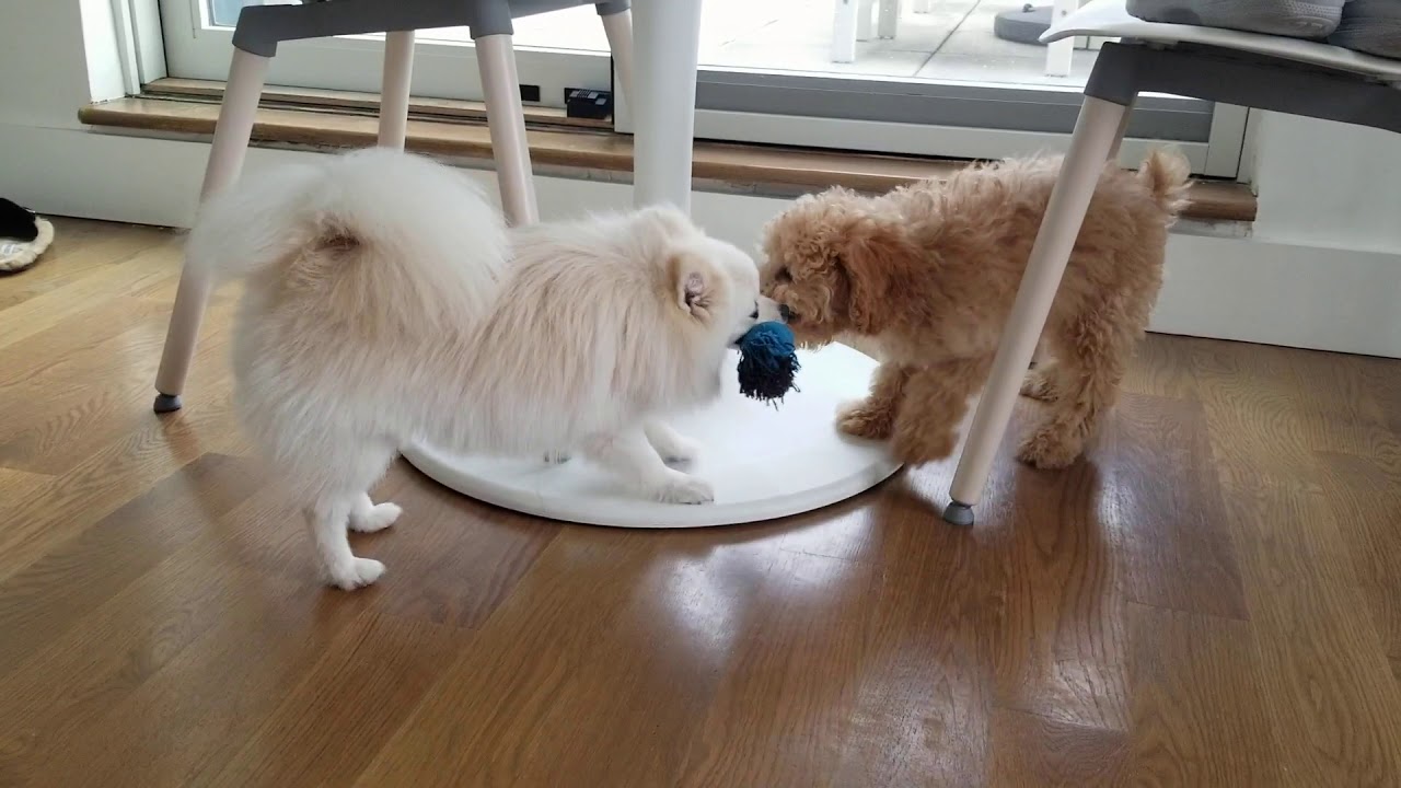 Tug of War Pomeranian vs Toy Poodle - YouTube