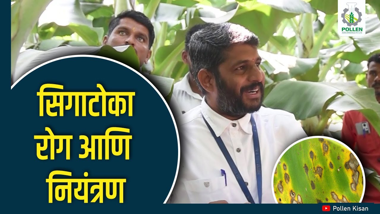 केळी शेती सिगाटोका रोग आणि नियंत्रण उपाय ।  Pollen Kisan