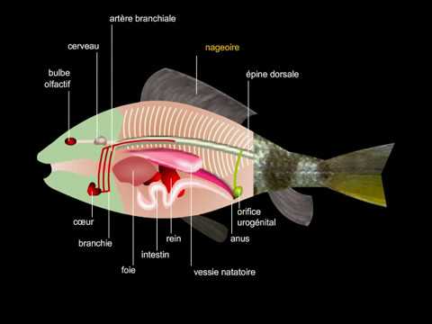 Vidéo: Combien de nageoires les poissons osseux ont-ils ?
