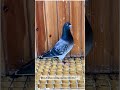 Who else has racing pigeons like this? 🕊️#pigeoncare #pigeontips #petbirds #aviationbirds