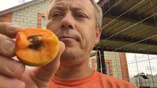 Жизнь вне орхидей 51. летняя дача для КУР и первый абрикос Жизнь вне орхидей 51. летняя дача для КУР и первый абрикос