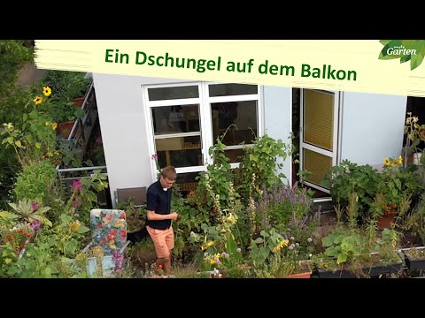 Video: Was ist eine Schilfterrasse?