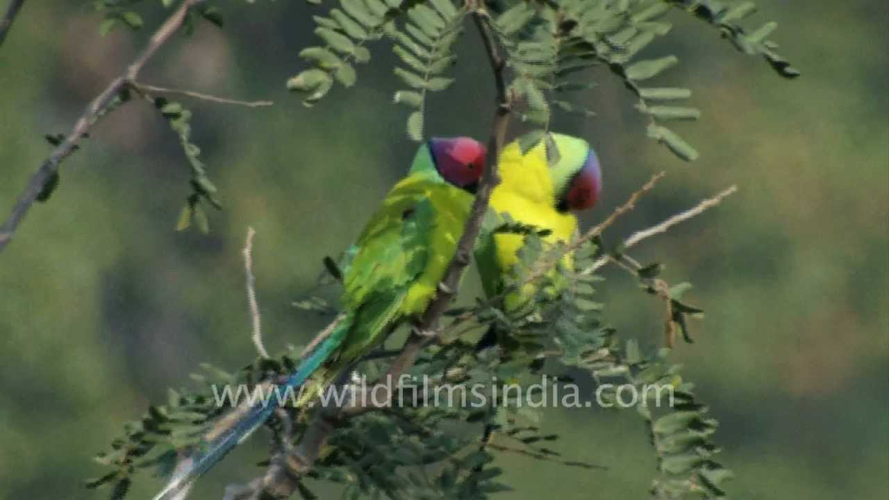 Blossom-headed or Plum-headed Parakeets perch on tree tops