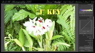 The Lightroom Tone Curve Panel