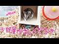 キレイになったお部屋を高台から眺めたいジャンガリアンハムスター＊アリスちゃん