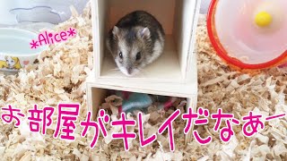 キレイになったお部屋を高台から眺めたいジャンガリアンハムスター＊アリスちゃん