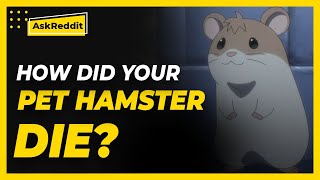 How did your pet hamster die Reddit Stories