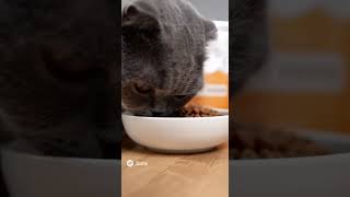 Короткий ролик о коте-блогере