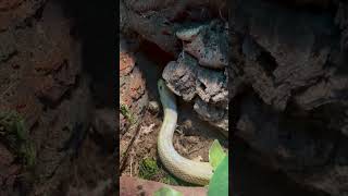 Felt Good To Put Alfredo Back In His New And Improved Home