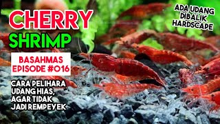 Cherry Shrimp, Colorful, Inexpensive Ornamental Shrimp For Aquascapes Ep.016