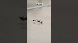 محاولة إنقاذ نملة 🐜